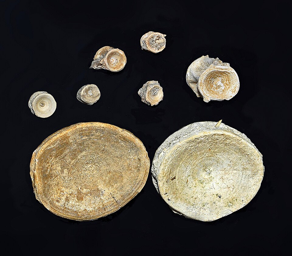 File:Sclerorhynchidae - Onchosaurus marocanus.JPG