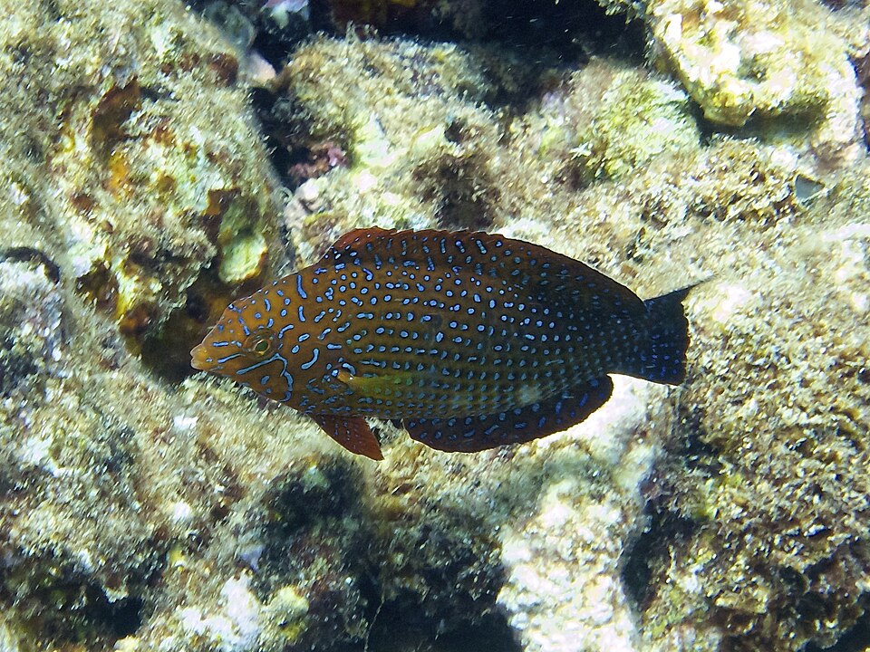 File:Shortnose Wrasse.jpg