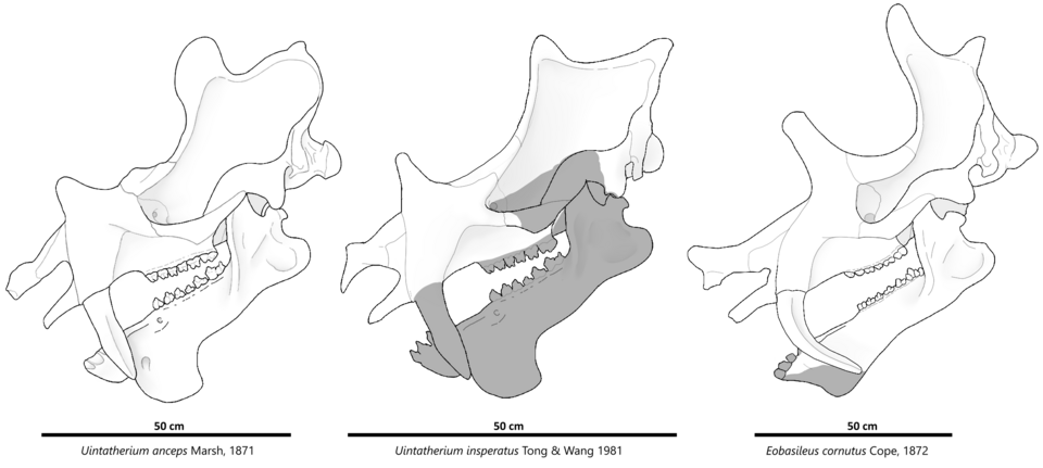 File:Uintatheriin skull comparison.png
