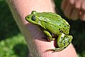 Thumbnail for version as of 16:54, 27 July 2010