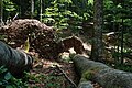 Thumbnail for version as of 19:35, 13 February 2017