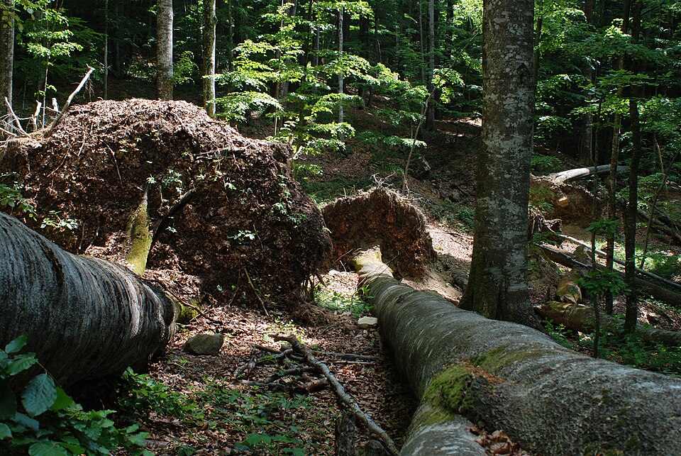 File:Windwurf Schyrokyj Luh DSC 2212.jpg