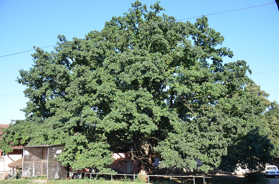 File:Zapis-0454-Kolare-hrast-luznjak-spomenik-prirode 20150828 1335.jpg