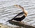 Female anhinga