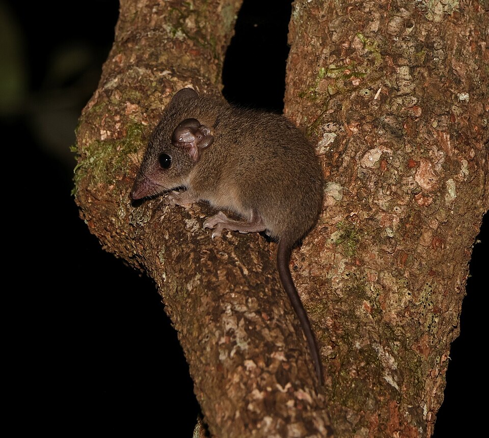 File:Antechinus subtropicus 342345391.jpg