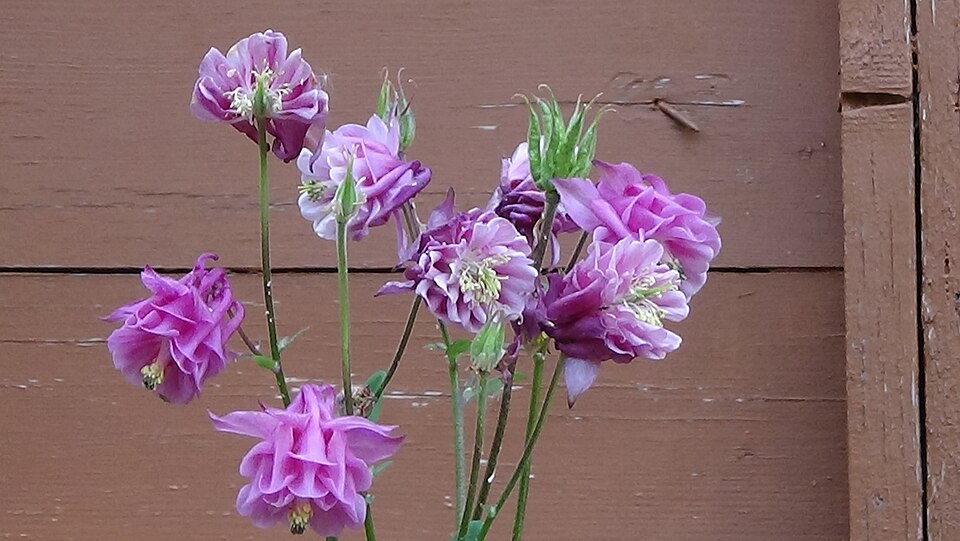 File:Aquilegia vulgaris (hybrid).jpg