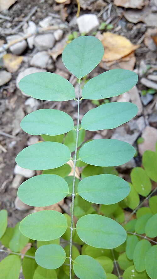 File:Black Locust Leaf Close Up.jpg