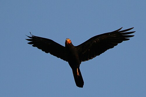 Black caracara Daptrius ater Brazil