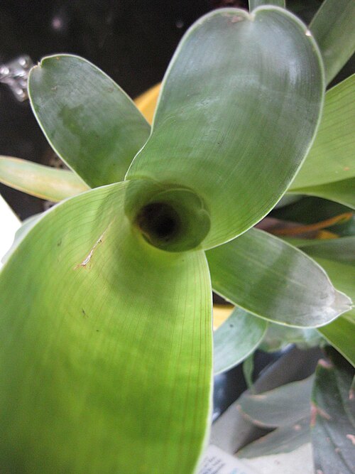 File:Brocchinia reducta (2).jpg