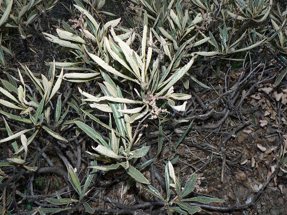File:Eriodictyon californicum 00096.JPG