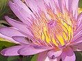 Thumbnail for version as of 09:56, 15 May 2005