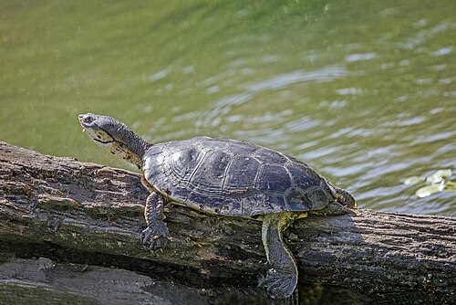 Hilaire’s side-necked turtlePhrynops hilariiArgentina