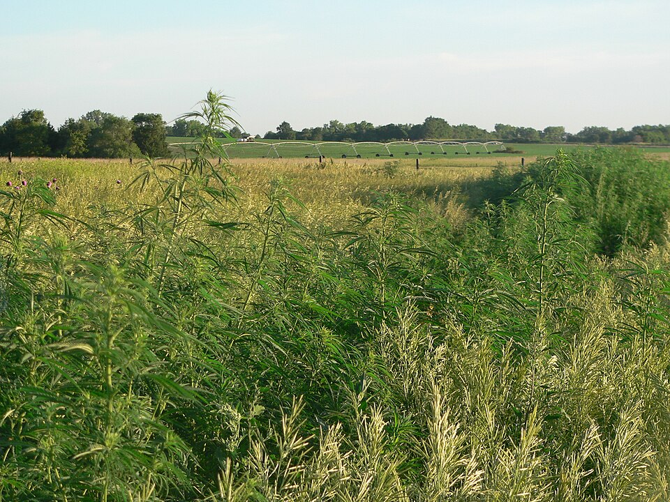 File:Marijuana, Buffalo County, Nebraska, 2017-06-15.jpg