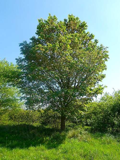 File:Morfeo for website 1.jpg
