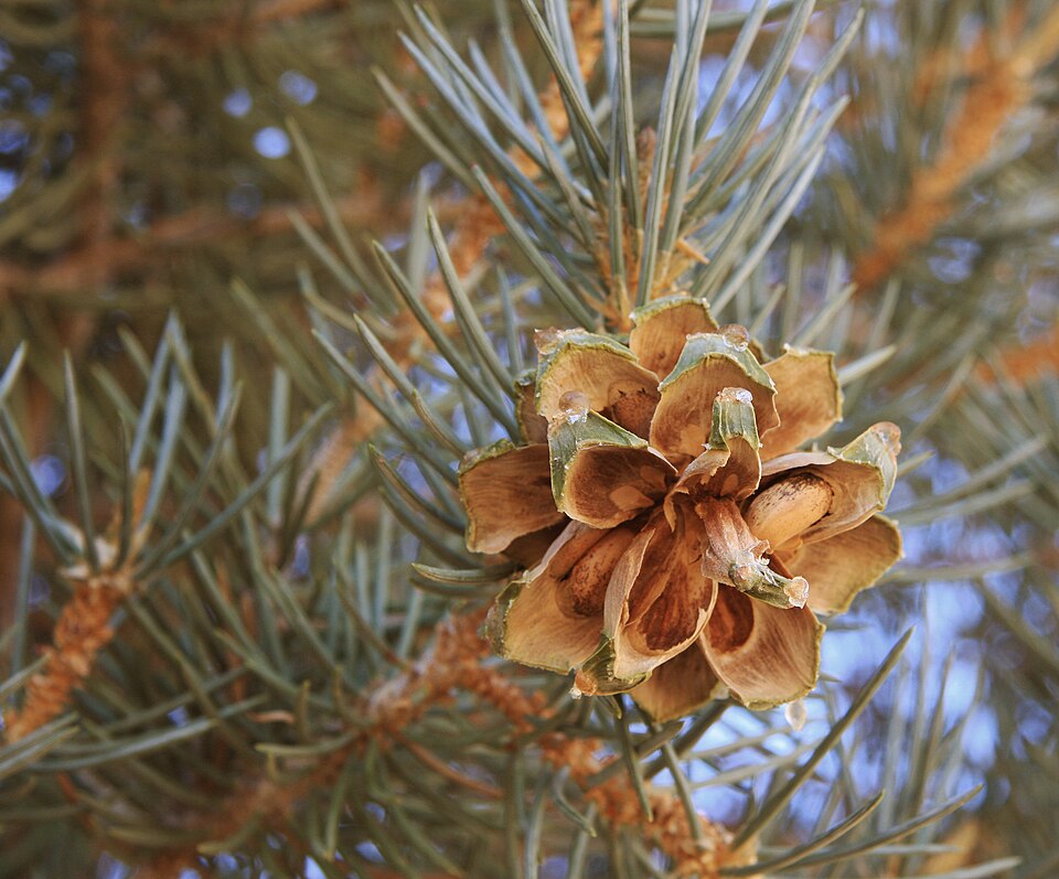 File:Pinyon with pine nuts in cone.jpg