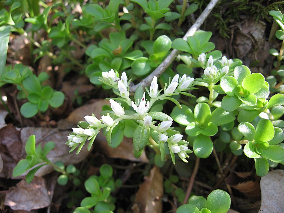 File:Sedum ternatum.jpg