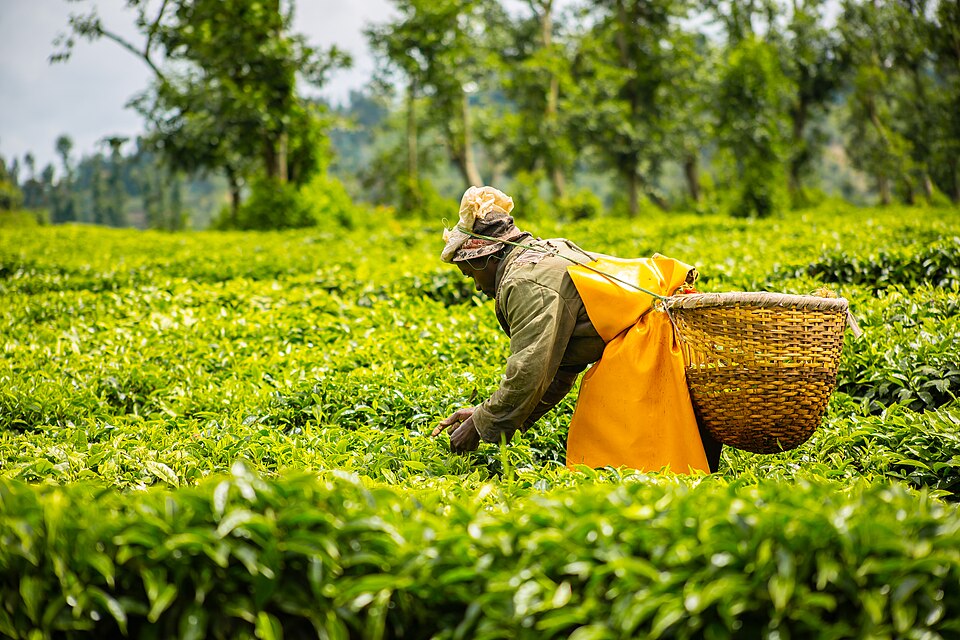 File:Tea harvesting 261224.jpg