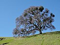 Valley Oak in winter with mistletoe.