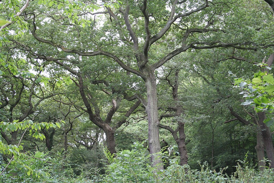File:060729 Queen's Wood Oaks.JPG
