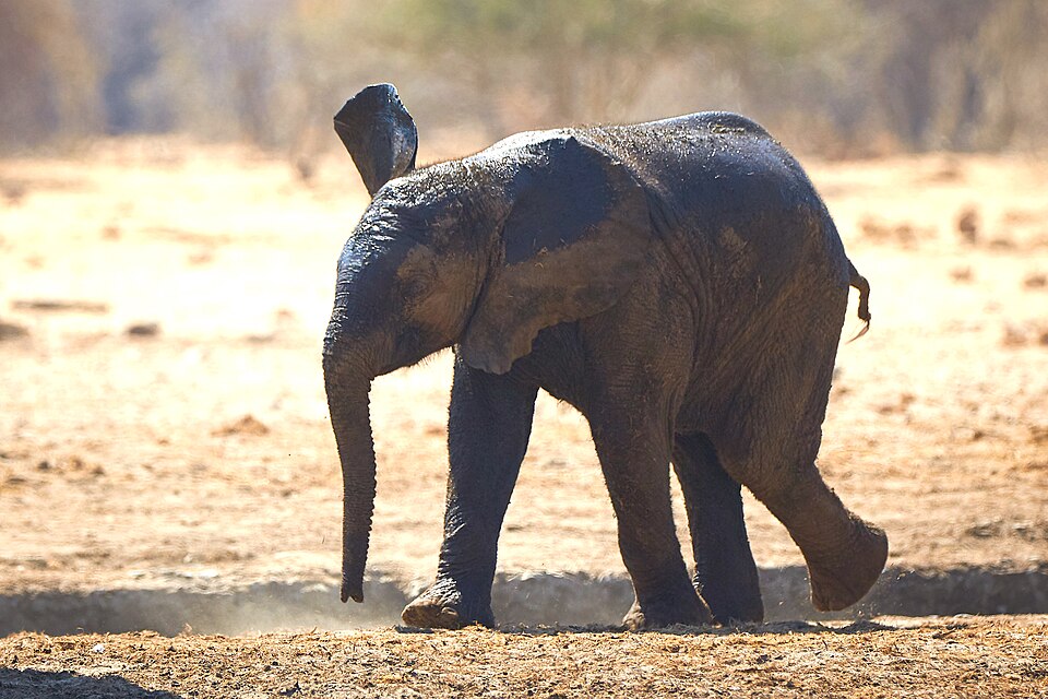 File:African Elephant Run 2019-07-28.jpg