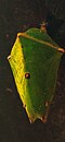 Pupa of baron butterfly Euthalia aconthea