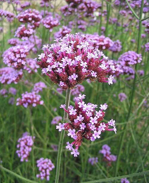 File:Bonariensis.jpg