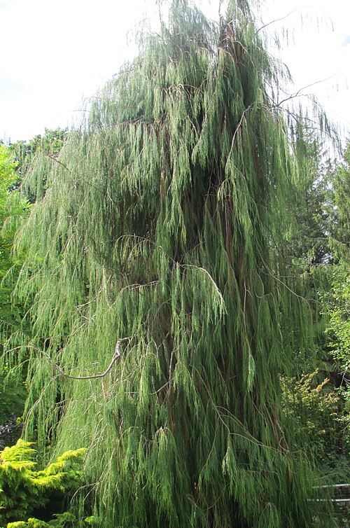 File:Chamaecyparis lawsoniana imbricata pendula 01.jpg