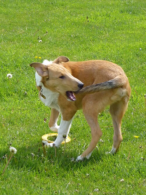 File:Dog Chasing Tail.jpg