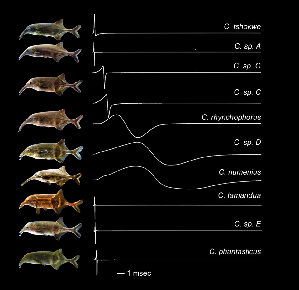File:Electric fish and EODs.png
