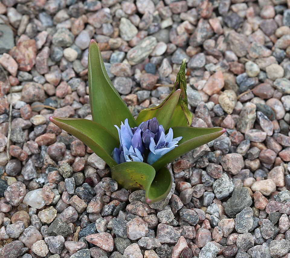 File:Hyacinthus transcaspicus GotBot 2015.JPG