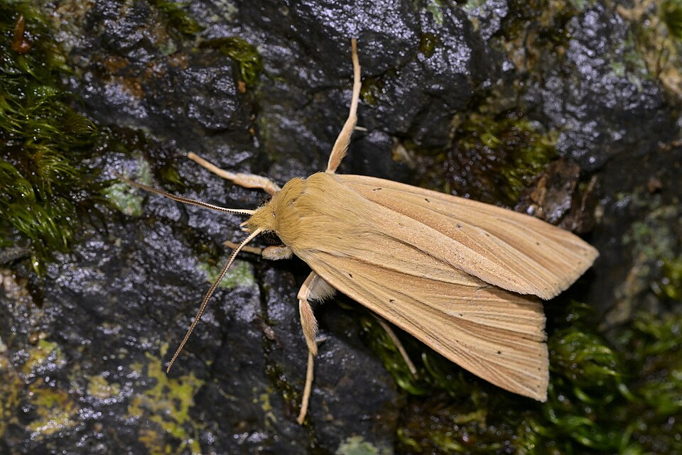 File:Ichneutica supersulcana.jpg