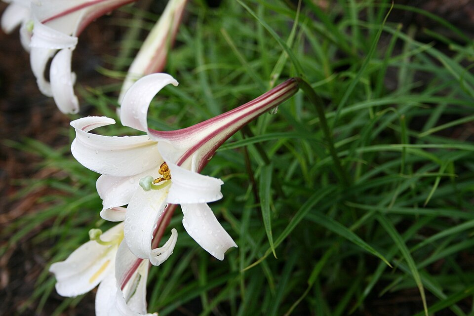 File:Lilium formosanum 4.jpg