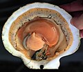 Opened scallop shell (new-flipped-w-darkened-bkgrnd).jpg