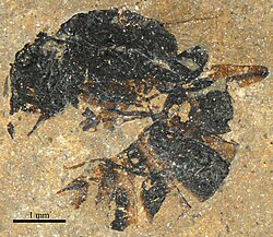 Pachycondyla eocenica, 28 Sep 2015
