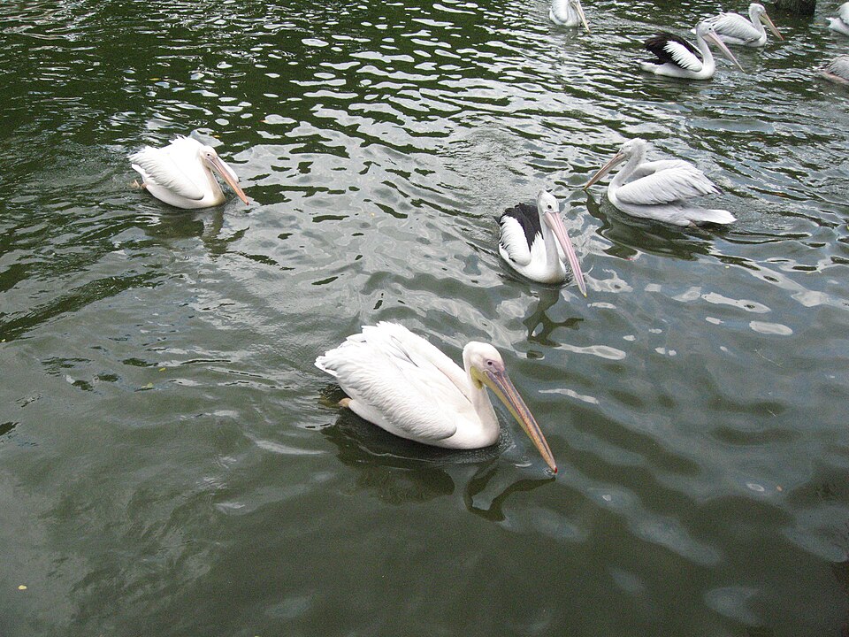 File:Pelicans, Jurong BirdPark 21.JPG