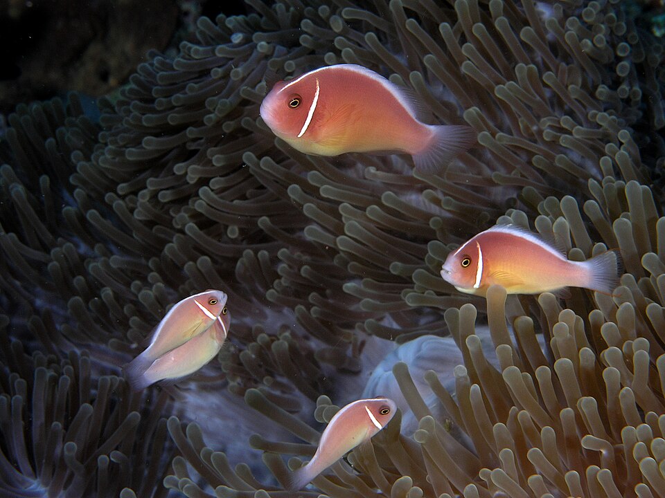 File:Anemonefish komodo.jpg