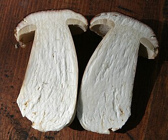 Cross-section