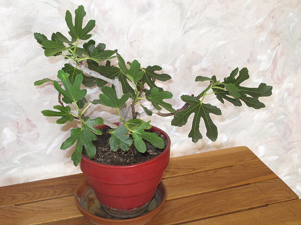 File:Ficus carica bonsai A D120701.jpg