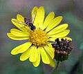 Flower Fly