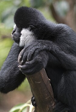 Male northern white-cheeked gibbon, adelaide zoo.