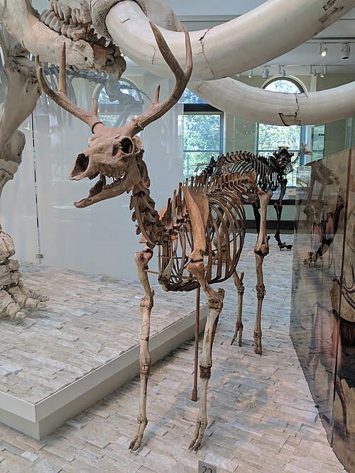 File:Navahoceros skeleton.jpg