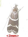 Thumbnail for version as of 01:43, 21 May 2012