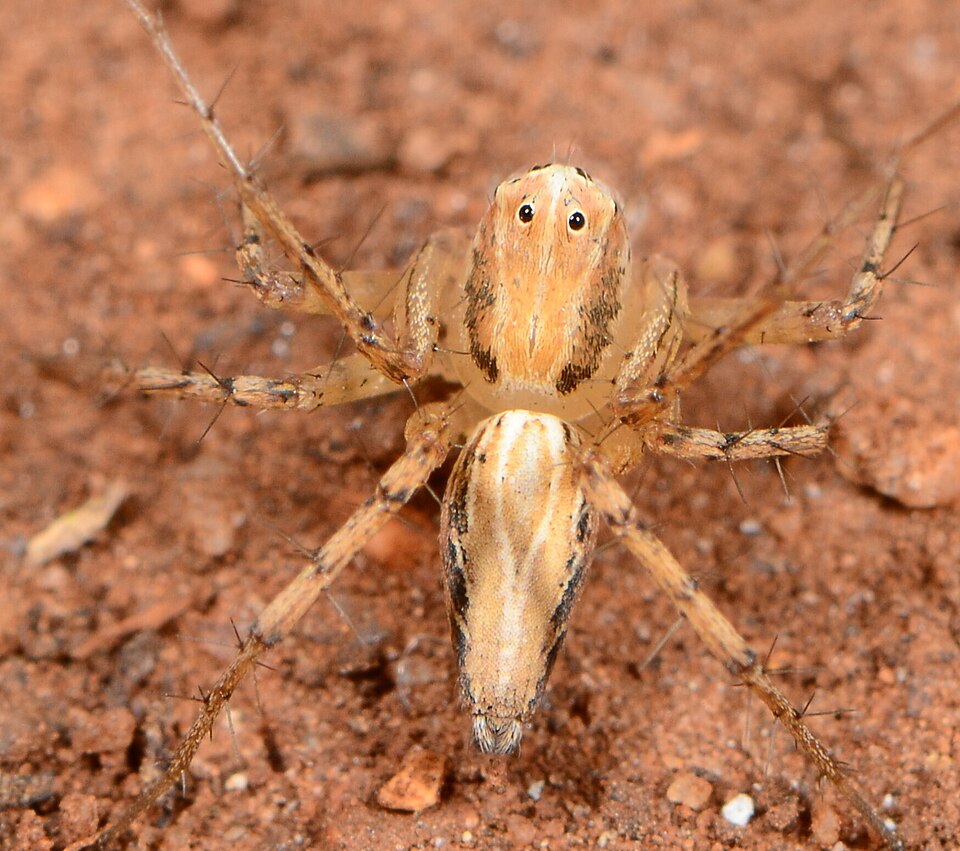 File:Oxyopes affinis 300336103 541139830.jpg