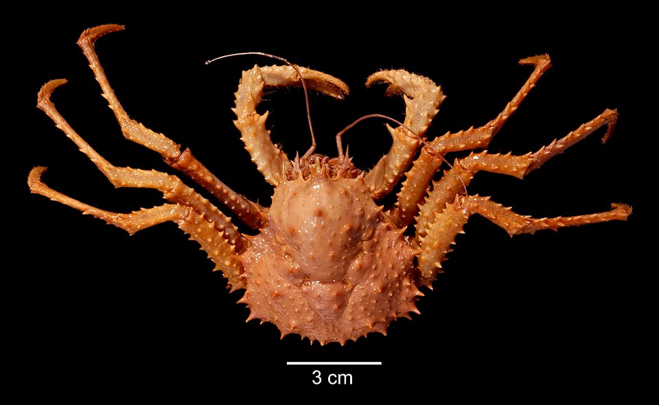 File:Paralomis birsteini dorsal.jpg
