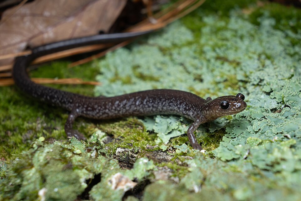 File:Plethodon virginia 583428091.jpg