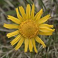 flower of same species