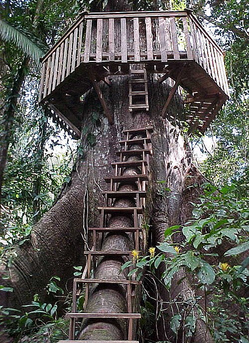 File:Treehouse access and roundwalk.jpg