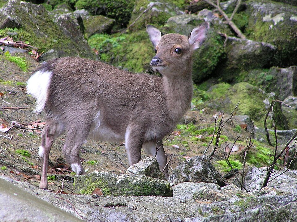 File:Young Yakushika.jpg