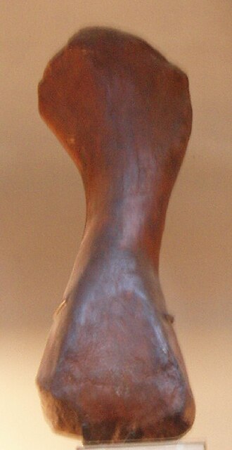 File:Aepisaurus.JPG
