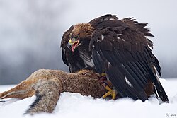 Fourth trophic levelGolden eagles eat foxes at the third trophic level, so they are tertiary consumers.